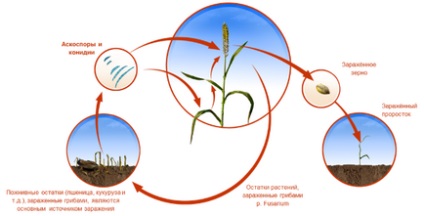 Fusarium pericol de boabe și măsuri de reducere a riscurilor