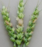 Fusarium pericol de boabe și măsuri de reducere a riscurilor