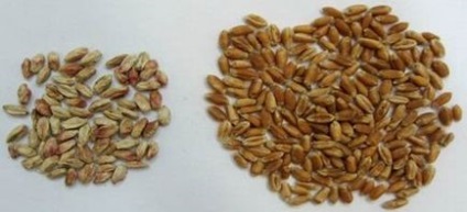 Фузаріоз зерна небезпеку і заходи зниження шкодочинності
