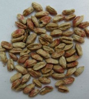 Фузаріоз зерна небезпеку і заходи зниження шкодочинності