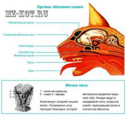 Ворожка або кішка, блоги, новини Іркутська економіка, спорт, медицина, культура, події