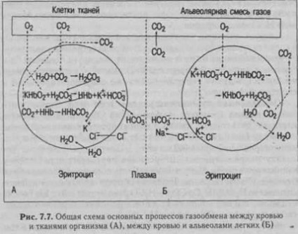 Schimbul de gaz între alveole și sângele corpului