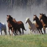 În cazul în care cai vii, cai sălbatici și cai, tarpan stepă în cazul în care locuiește