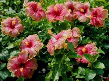 Hibiscus Garden tippeket öntözés ellátás, műtrágyázás, metszés, tippeket kertészek, hétvégi házak