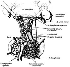 Sistemul hipotalamo-pituitar
