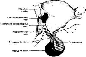Sistemul hipotalamo-pituitar