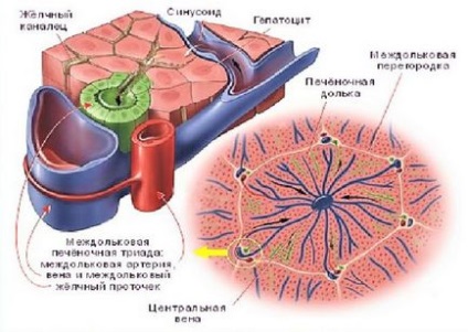 Glicogen în mușchii a ceea ce este pentru substanță și cum să-l păstrați