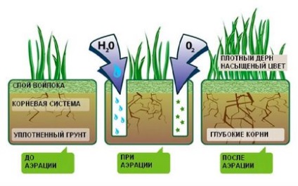 Глинисті і піщані ґрунти - властивості, добрива, що садити