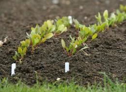 Глинисті і піщані ґрунти - властивості, добрива, що садити