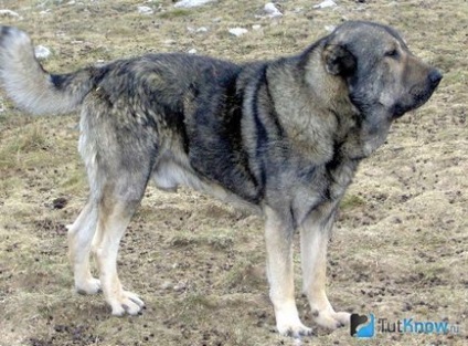 Грецький мастиф зовнішній стандарт, дресура