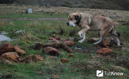 Грецький мастиф зовнішній стандарт, дресура