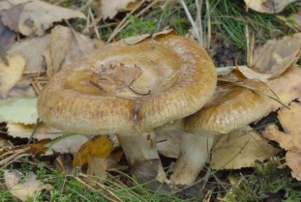 Gomba svinushki mérgező vagy nem értjük