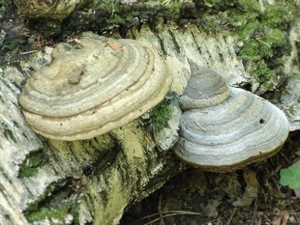 гриби трутовики