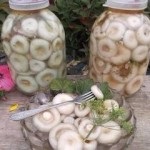 Ciuperca de ciuperci din miere
