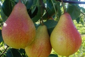 Pear - catedrală, cum să plantezi și să crești un fruct util