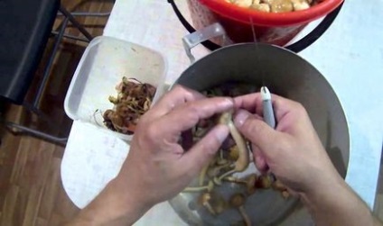 Gruzuri în feluri de mâncare cu rețete de roșii cu fotografii, cum să gătească ciuperci pentru iarnă