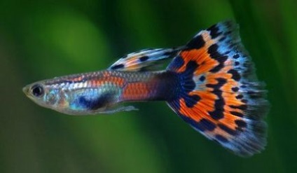 Гуппі - акваріумні рибки