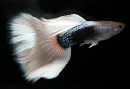 Гуппі - акваріумні рибки