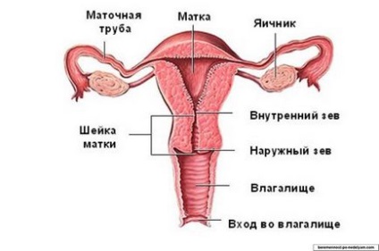 Mananca in timpul sarcinii, tipuri de dezvoltare, simptome, tratament