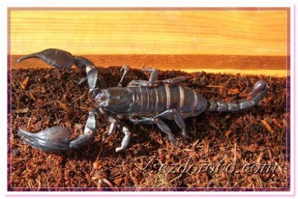 Scorpionul imperial