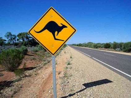 Цікаві факти про кенгуру