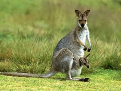 Érdekességek a kenguruk