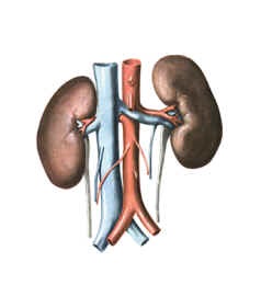 Nephrită interstițială, diagnostic și tratament în Israel