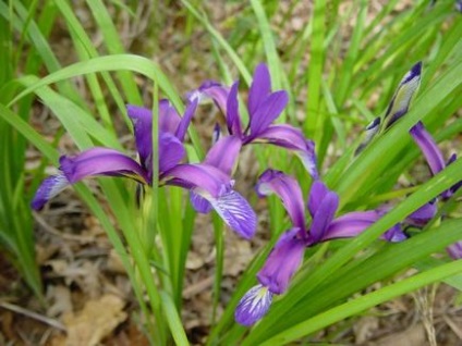 Iris pe dealul alpine, supersadovod - despre grădină și grădină este simplu și interesant