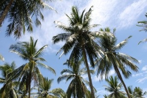 Istoria nucă de cocos, cultivarea de nucă de cocos în Thailanda, mâncăruri de nucă de cocos, atracții din Thailanda