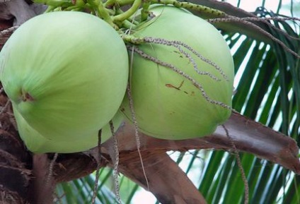 Istoria nucă de cocos, cultivarea de nucă de cocos în Thailanda, mâncăruri de nucă de cocos, atracții din Thailanda
