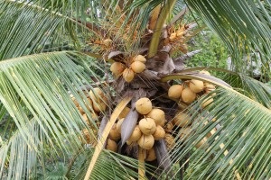 Istoria nucă de cocos, cultivarea de nucă de cocos în Thailanda, mâncăruri de nucă de cocos, atracții din Thailanda