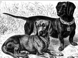 Історія породи такса - походження, розвиток породних якостей, поширення по світу, собаки