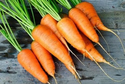 Червень посадка моркви і догляд - стаття від користувача обі клубу