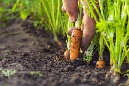 Június ültetés sárgarépa és gondozás - egy cikk a felhasználó klub obi