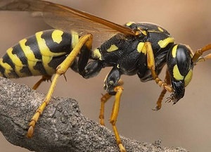 Cum să se ocupe de viespi chimice și remedii folclorice
