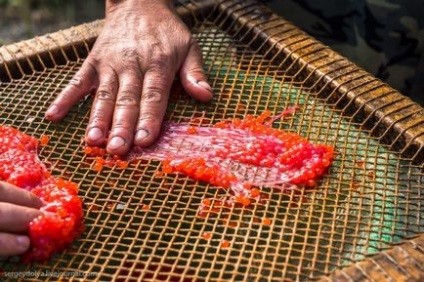 Cum caviar-pyatiminutku și cum diferă de caviarul roșu obișnuit - sursa bună