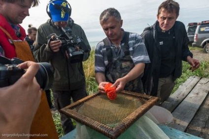 Як роблять ікру-п'ятихвилинку і чим вона відрізняється від звичайної червоної ікри - джерело гарного