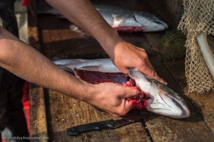 Як роблять ікру-п'ятихвилинку і чим вона відрізняється від звичайної червоної ікри - джерело гарного