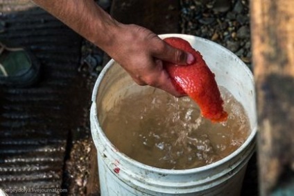 Cum caviar-pyatiminutku și cum diferă de caviarul roșu obișnuit - sursa bună