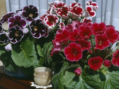 Які красиво квітучі кімнатні рослини посадити будинку