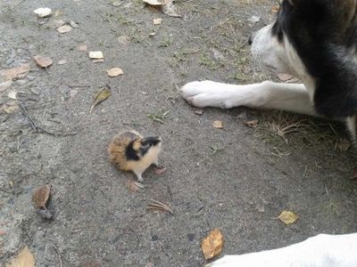 Cum să scapi de lemmings în grădină