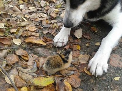 Cum să scapi de lemmings în grădină