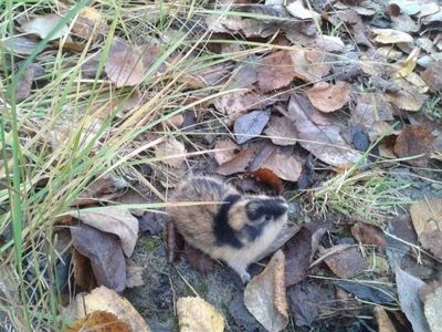 Cum să scapi de lemmings în grădină