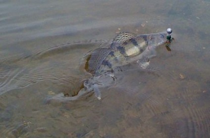 Як ловити джигом на великих водоймах