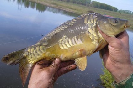 Cum de a prinde un crap - sfaturi pentru pescari - articole de director