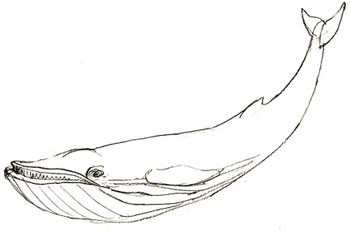 Як намалювати кита поетапно, хороші уроки