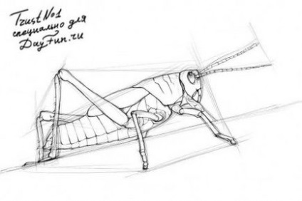 Cum de a desena un lăcustă în etape, lecții bune