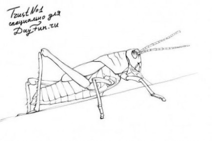 Cum de a desena un lăcustă în etape, lecții bune