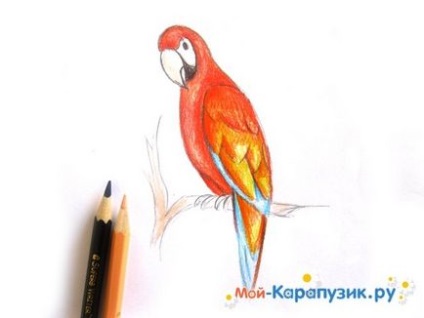 Як намалювати папугу поетапно кольоровими олівцями