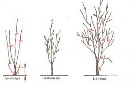 Cum se taie un prun - în primăvară, vară, în toamnă și iarna schema și instrucțiunile